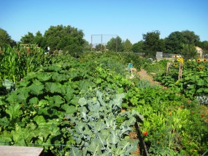 The Rosedale Community Garden
